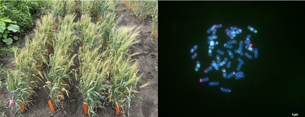 New Spring Wheat Germplasm and its chromosome image