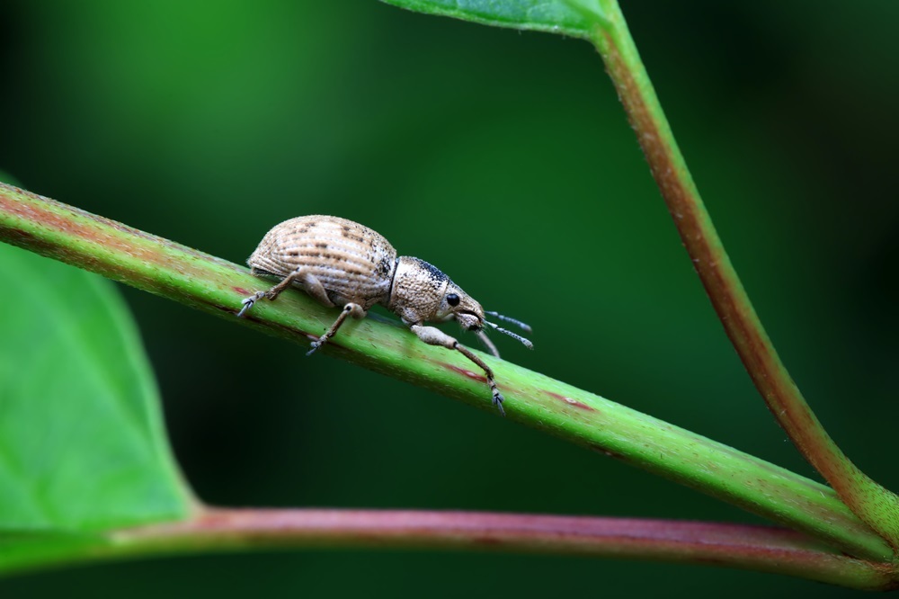 Weevil (Getty Stock Photo)