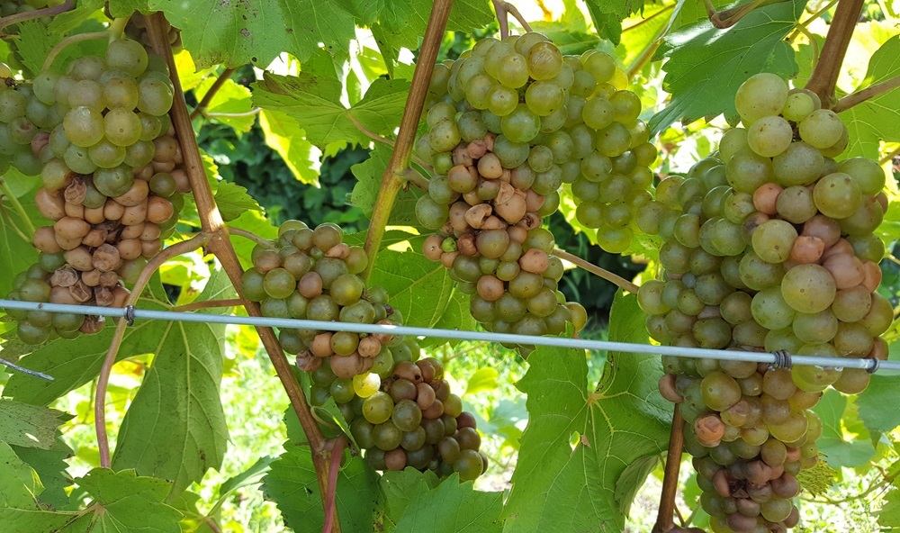 Traditional ‘Vignoles’ vines form tight clusters that are vulnerable to rapid disease damage, as seen here.