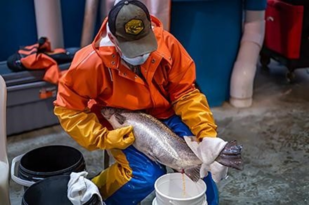 A technician collects eggs from a female Atlantic salmon that will be used to improve traits such as growth and sea lice resistance.