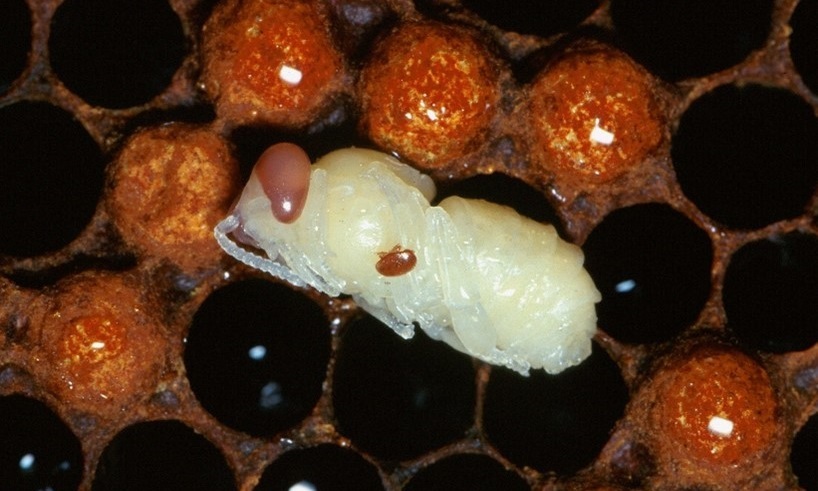 Varroa Mite