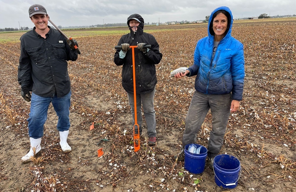 Improving Yields for Cotton