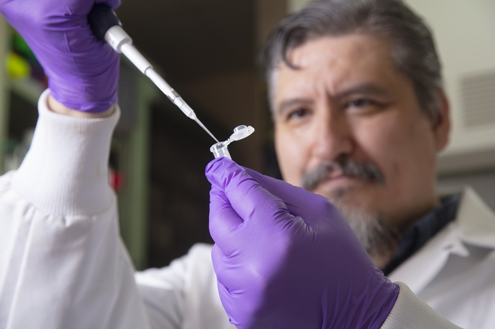 ARS Biologist Dr. Dale Brunelle is pipetting samples to analyze inflammatory cytokines. (Photo by John Borge).