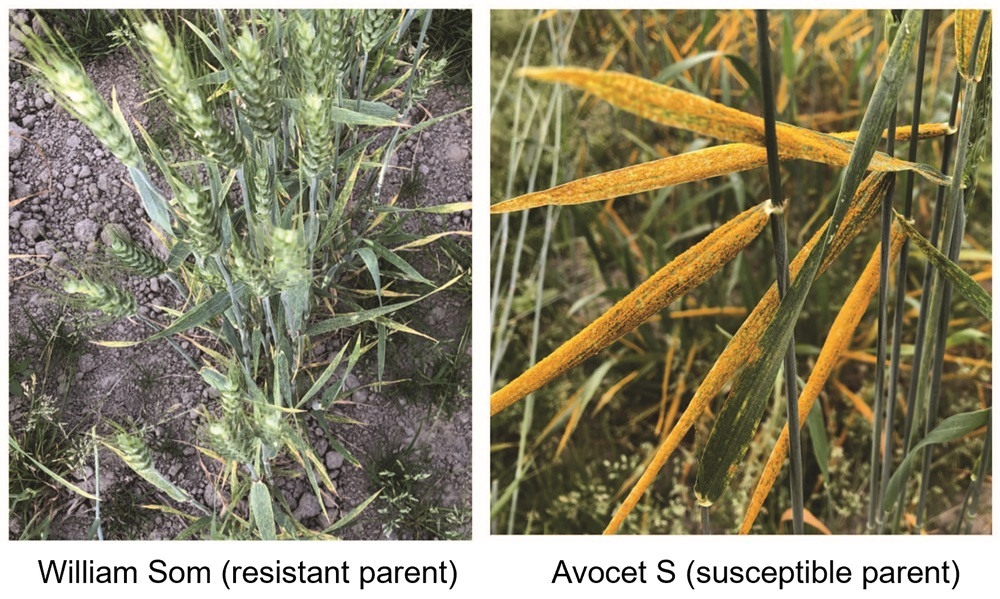 Stripe rust phenotypes