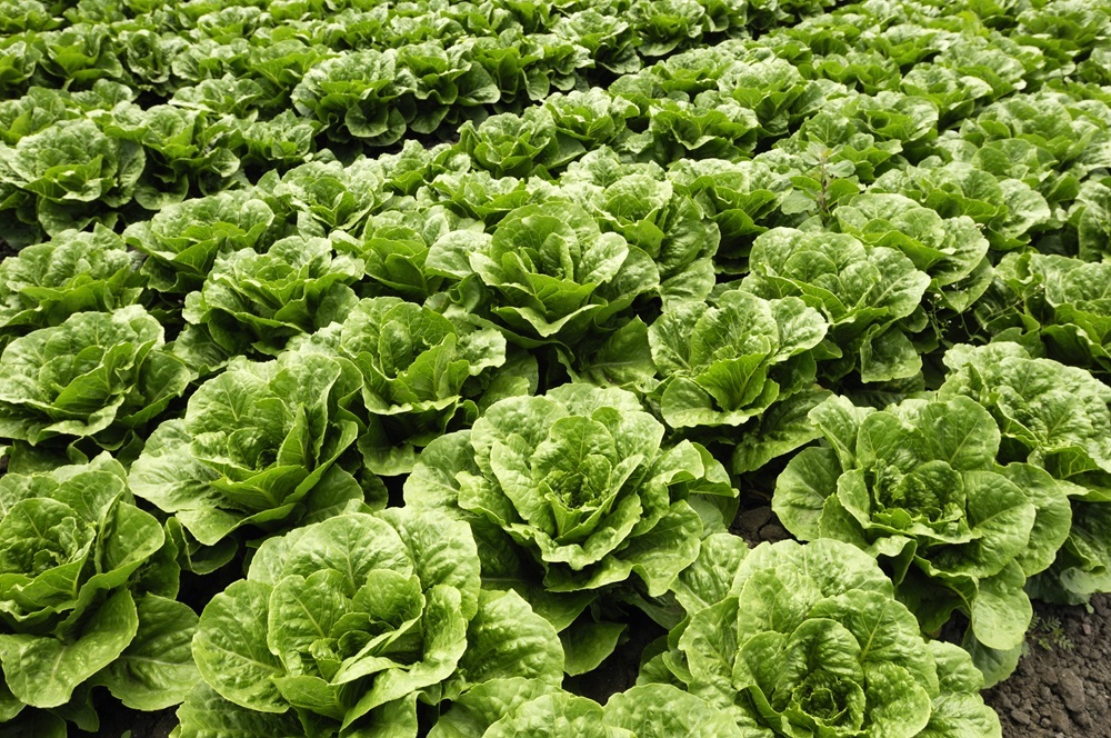 Lettuce growing in the field. (Getty stock photo)