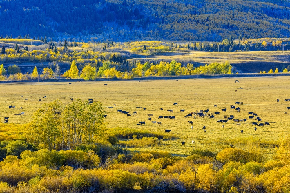 Rangeland. (Getty stock photo)