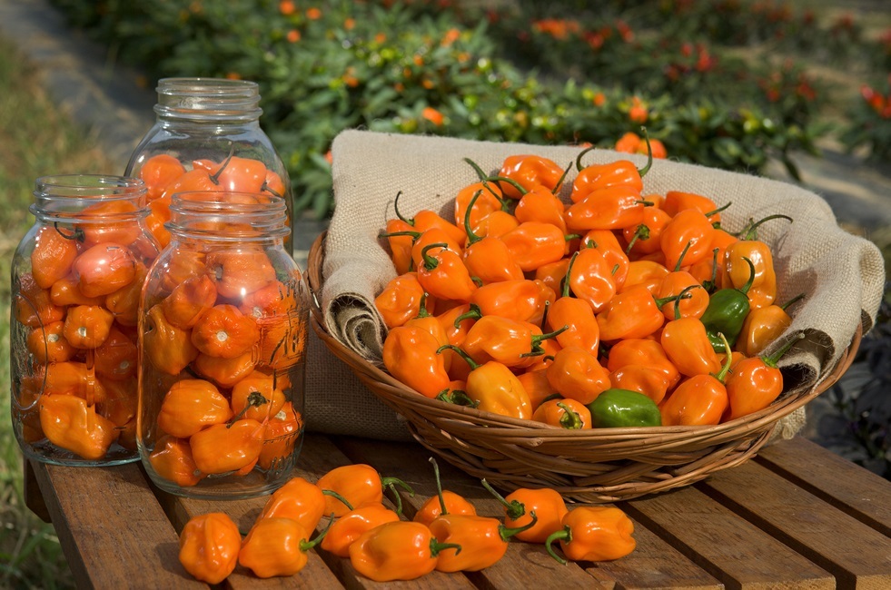 The TigerPaw-NR habanero pepper, developed and released by ARS scientists, is among the spiciest peppers ever developed.