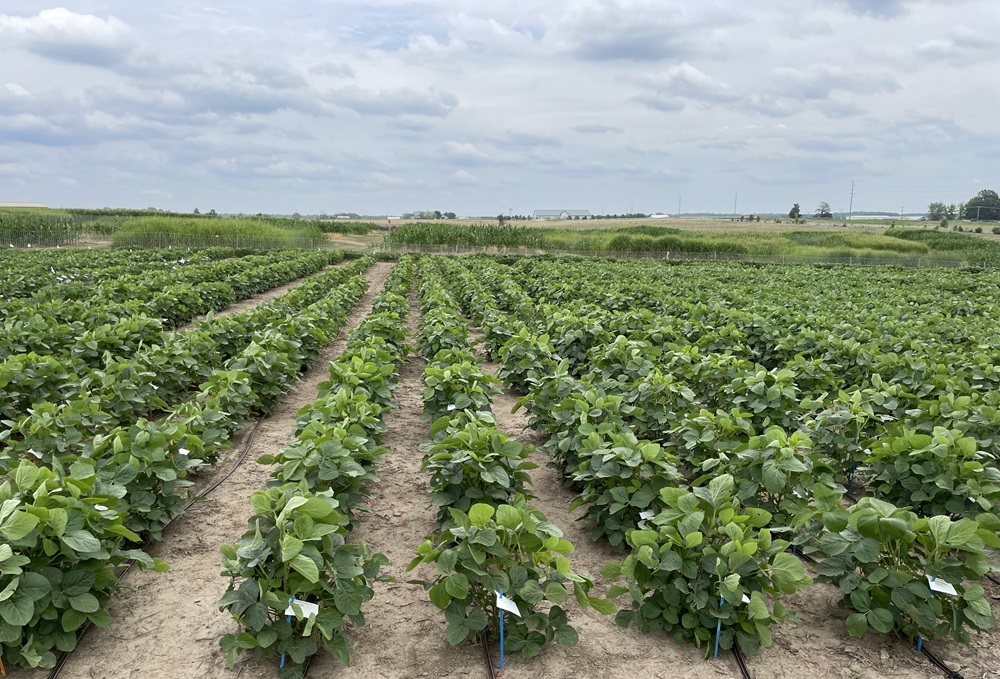 Photo of soybean crops. (Photo by Kristin Bilyeu, ARS)