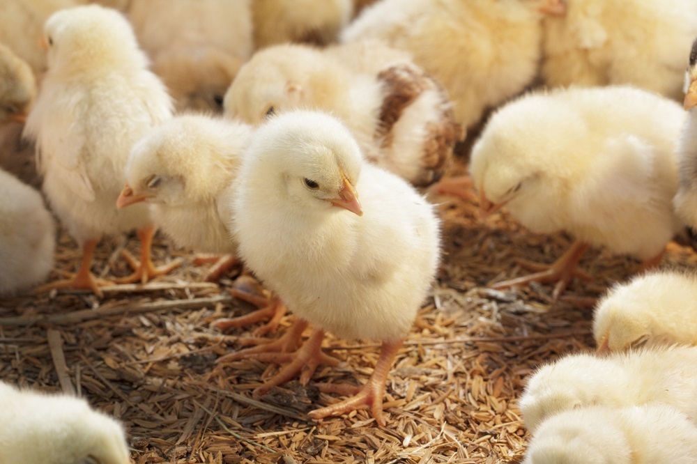 Baby chickens in poultry farm (Getty stock photo)