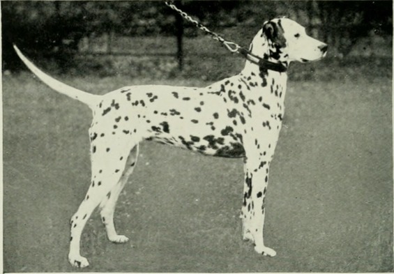 Dalmatian Ch. Rugby Britannia
