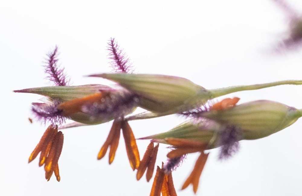 Switchgrass