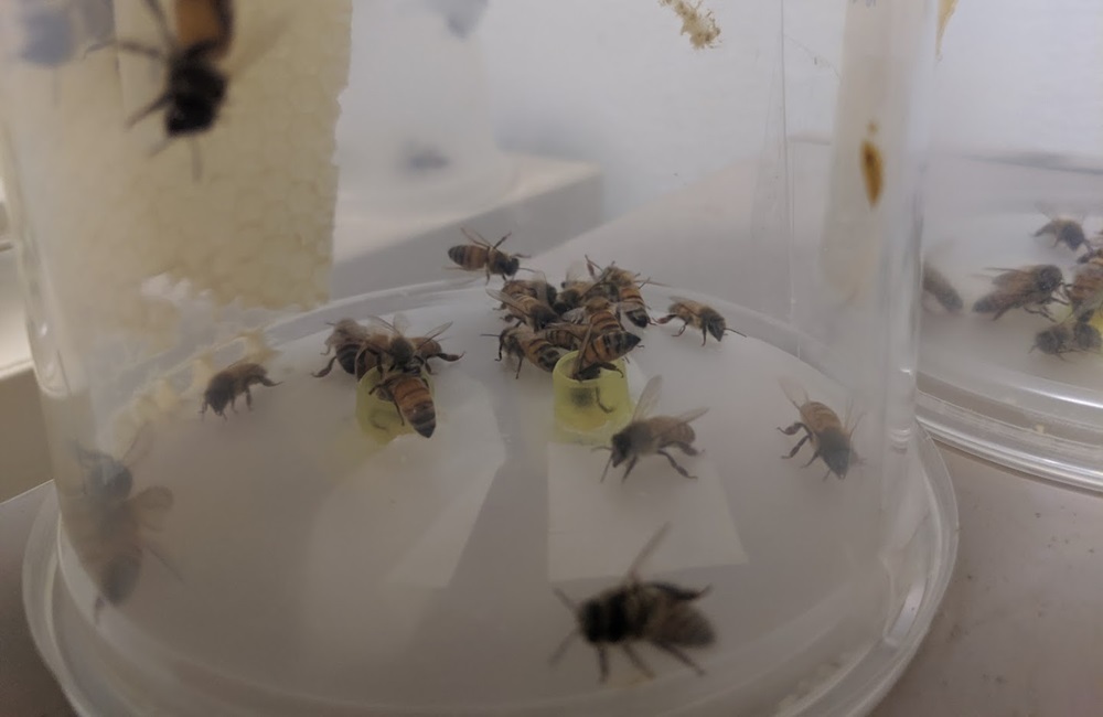 Nurse honey bees feeding