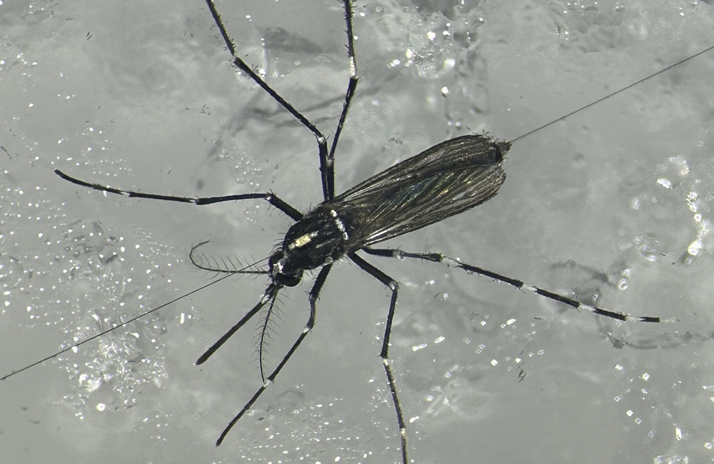 A mosquito tagged with a harmonic radar device on an ice cube. (Photo by Matthew Siderhurst, ARS)