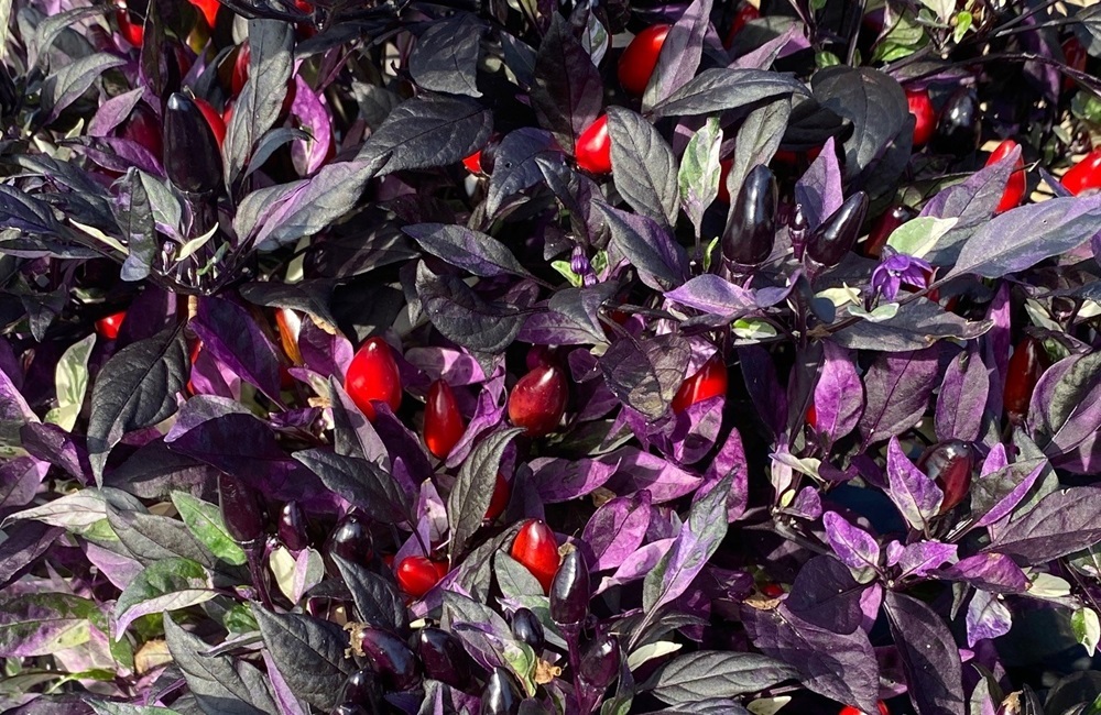 The fruit of the Purple Rain pepper displaying the plant’s characteristic variegated leaf pigmentation. (Photo by Margaret Pooler). 