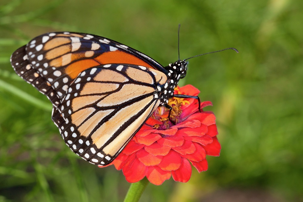 A monarch butterfly, Danaus plexippus, lands on a red zinnia flower. (Photo by Peggy Greb, ARS) 