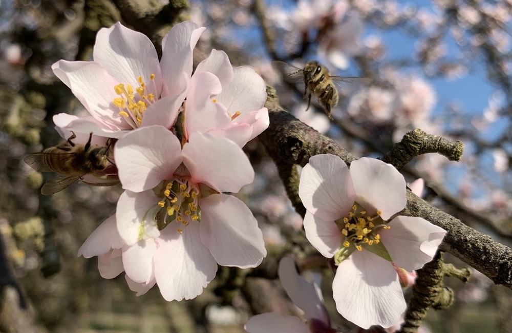 Honey bees (Apis mellifera) forage for pollen and nectar on almond flowers. (Photo by Michael Simone-Finstrom, ARS) 