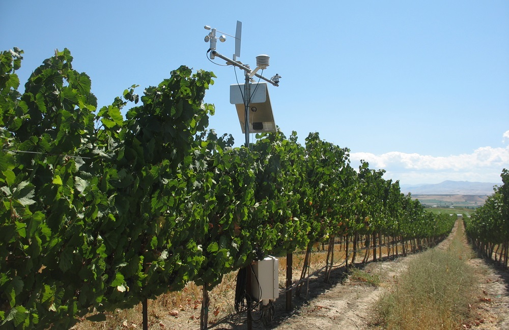 An orchard with sensors to measure crop irrigation. 