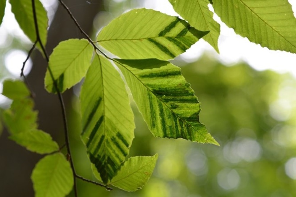 Beech tree showing signs of beech leaf disease.
