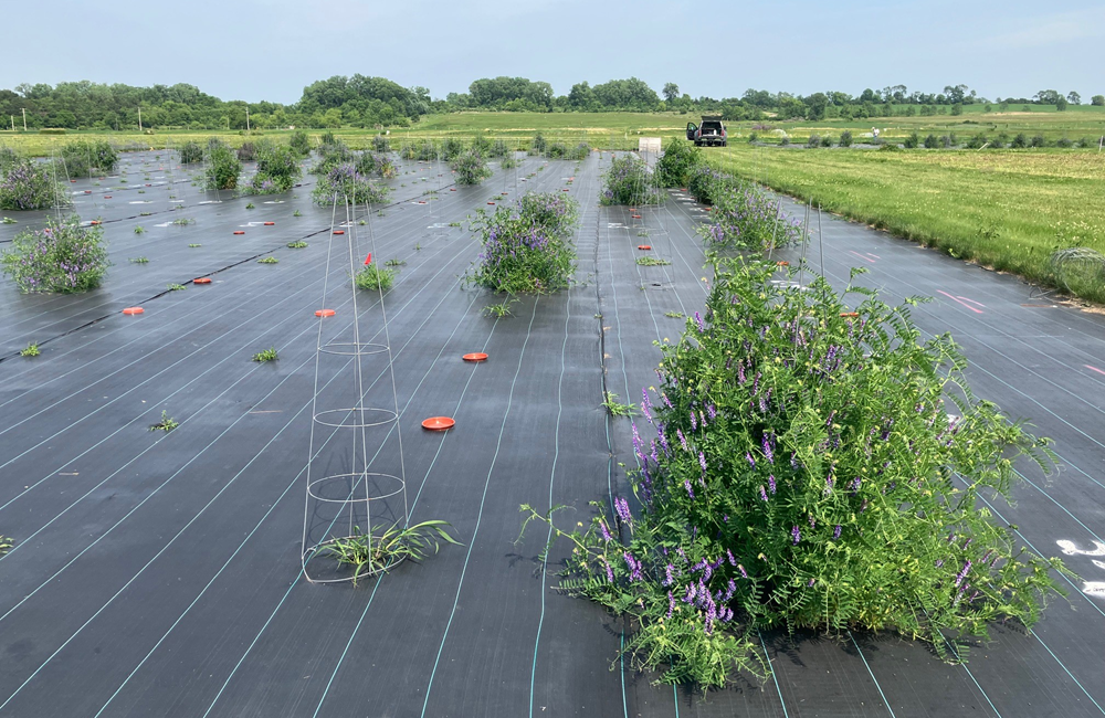 Hairy Vetch Breeding Nursery. (Photos by Dr. Heathcliffe Riday, ARS).