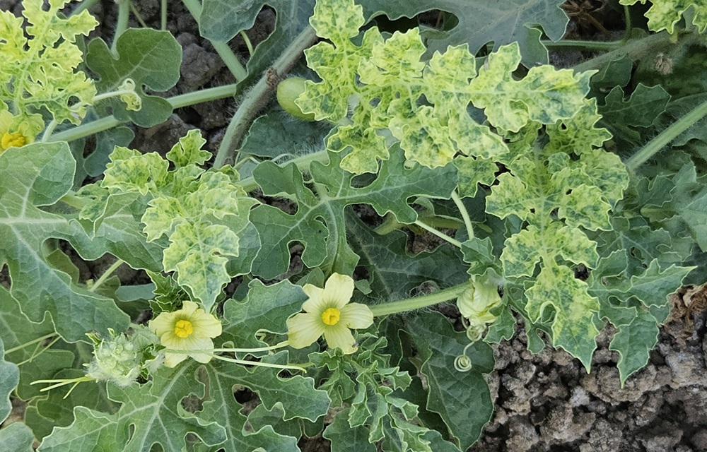 Watermelon chlorotic stunt virus (WmCSV) in watermelon taken from infected fields near Yuma, Arizona in 2025. (W.M. Wintermantel, USDA-ARS)