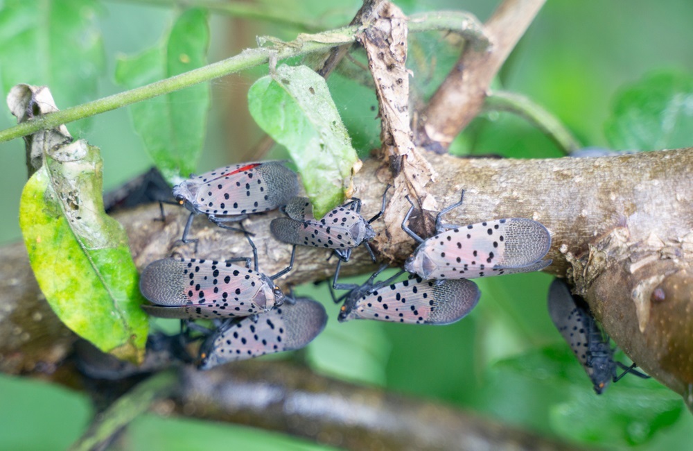 The invasive Spotted Lanternfly swarming a tree branch. (Getty stock photo)