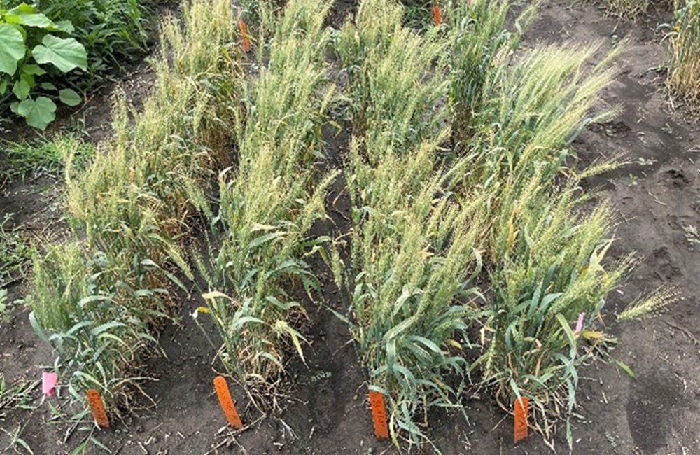 Hard Red Spring Wheat Lines with Fhb7The2. (Photo by Xiwen Cai)
