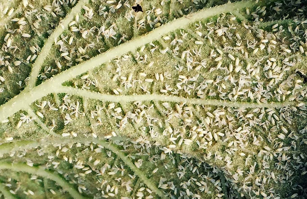 Whiteflies on Squash. (Photo by Shaker Kousik, ARS) 