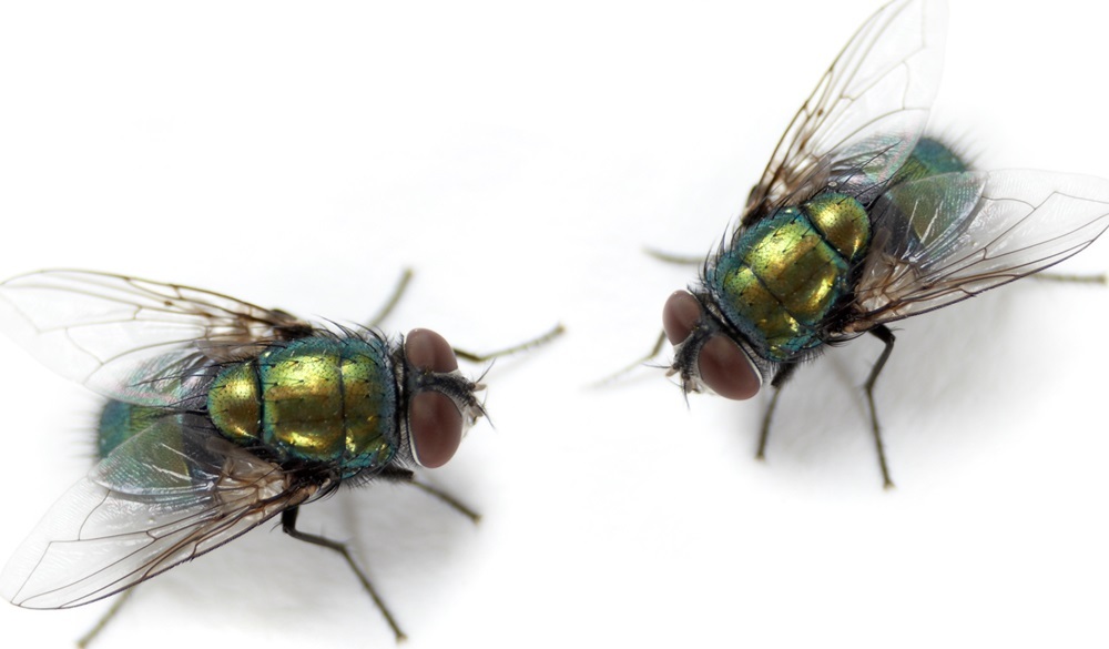 Flies. (Getty stock photo)