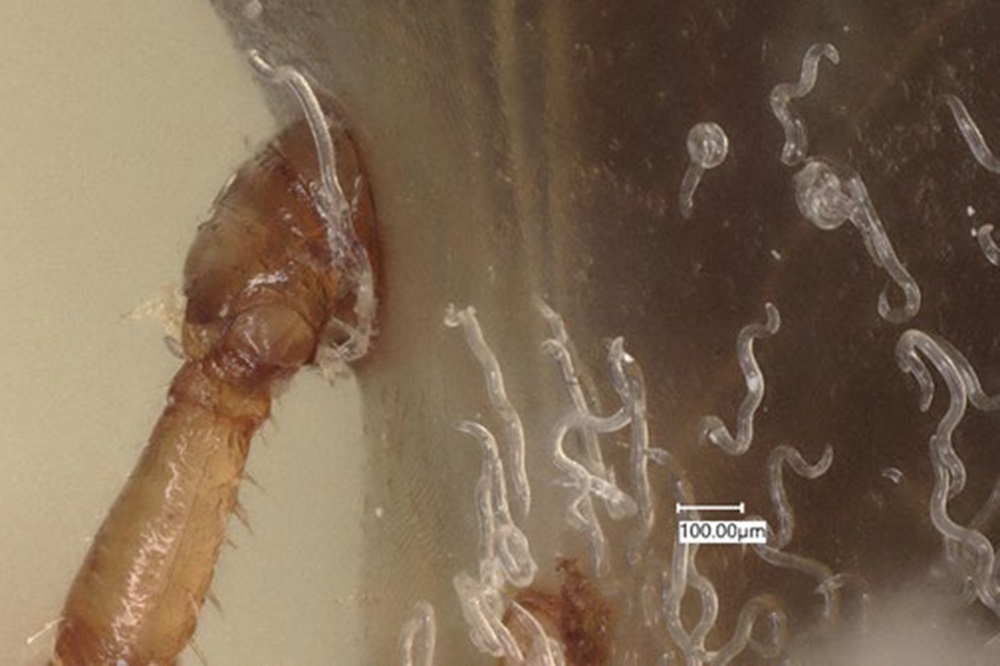 Larval Steinernema riobrave on a cattle fever tick. (Photo by Jason Tidwell). 