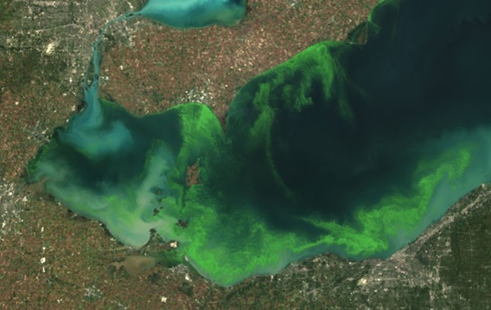 Satellite image of an algal bloom in western Lake Erie. (Photo by MERIS/NASA; processed by NOAA/NOS/NCCOS).