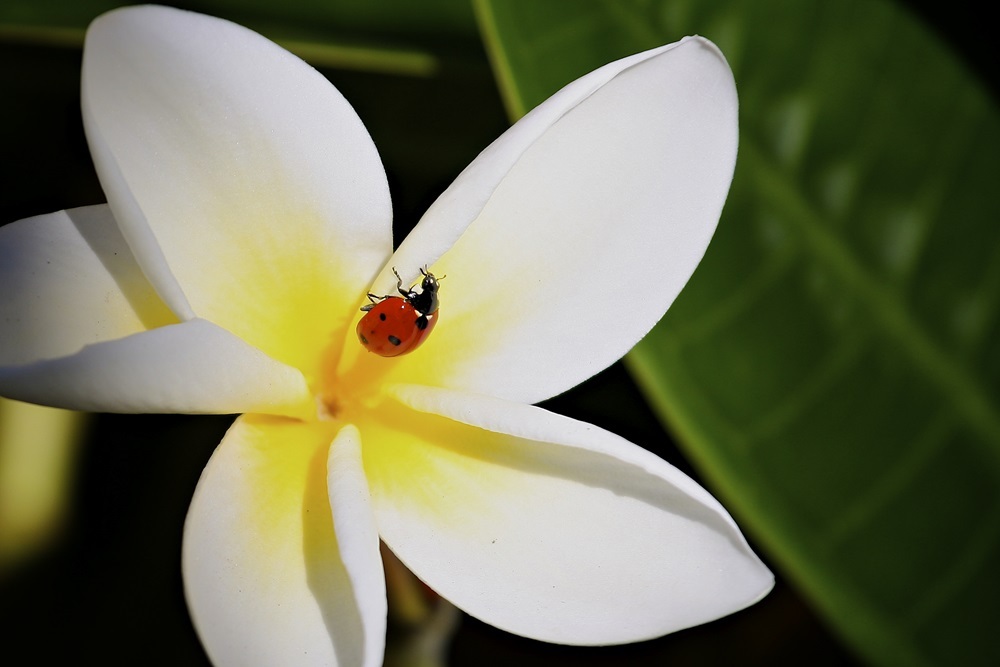 Lady Beetle (Getty stock photo)