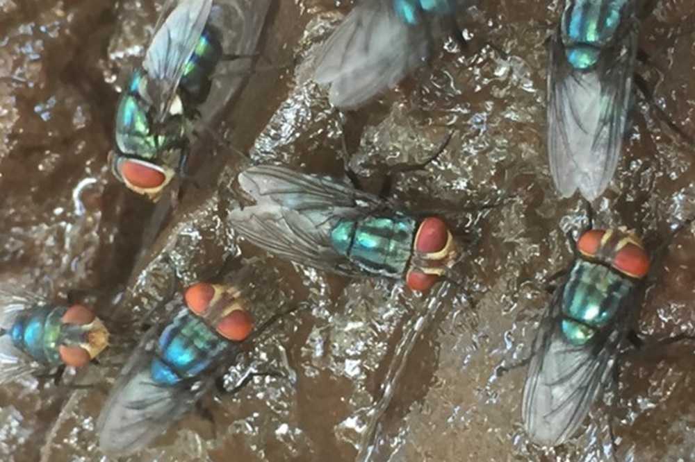 New World Screwworm (USDA-APHIS)