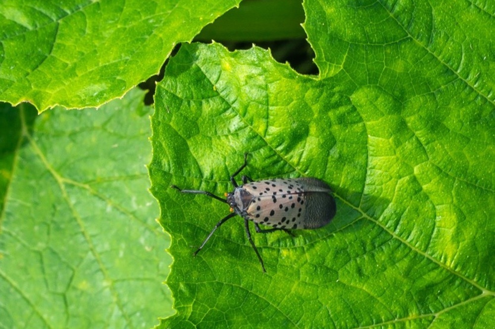 Spotted lanternfly on a grapevine leaf in Bucks County, PA. (Getty Images). 