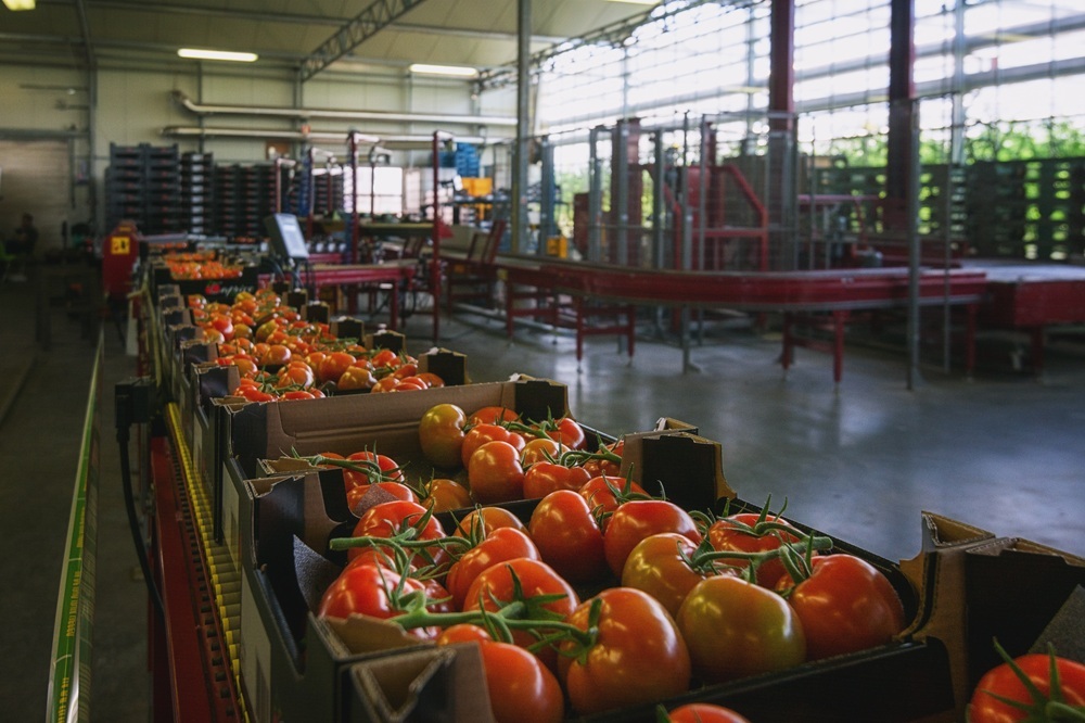 Tomatoes being processed before going to market. (Getty stock photo)
