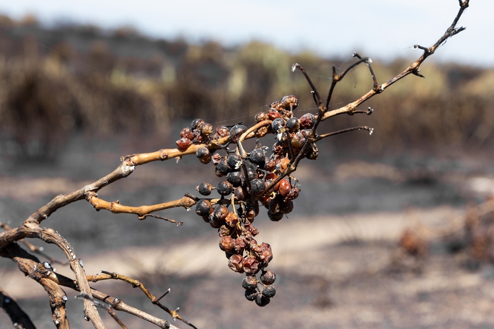 Charred grapevine branch with shriveled grapes after a devastating fire. (Getty stock photo)