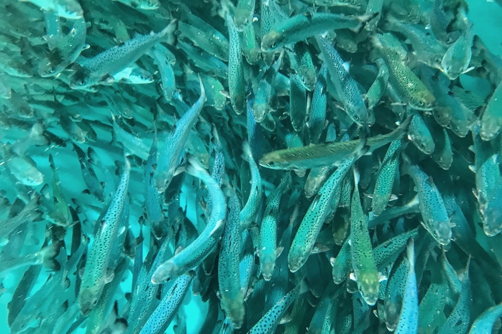 Atlantic Salmon. (Gretchen Cross, USDA-ARS animal supervisor)