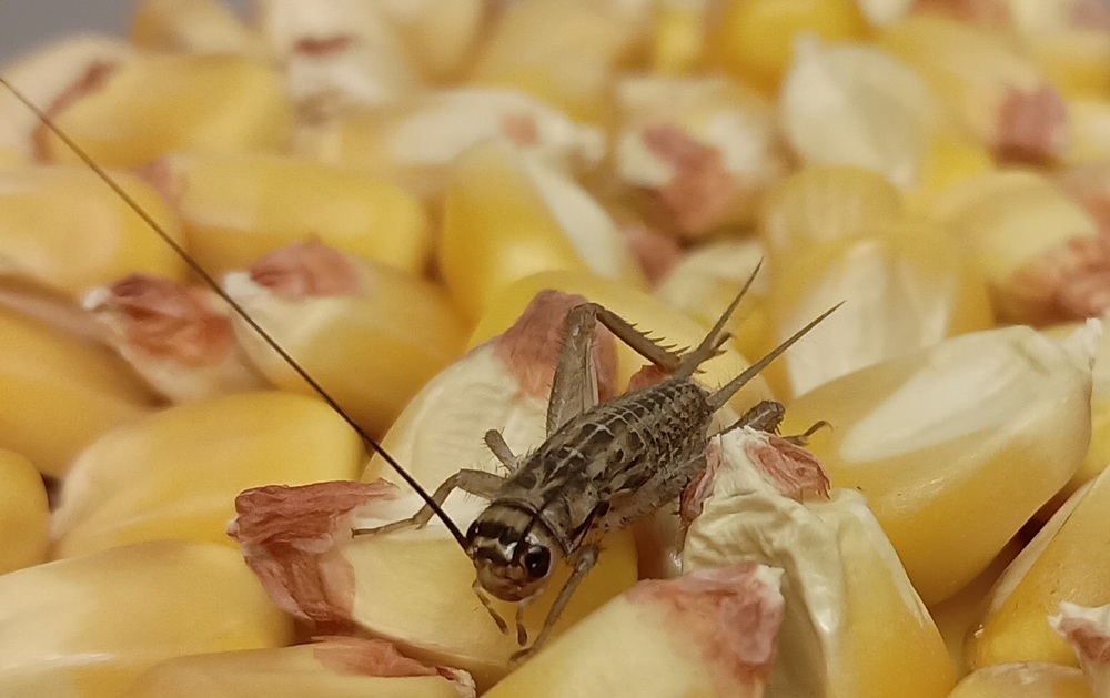 Cricket feasts on corn.