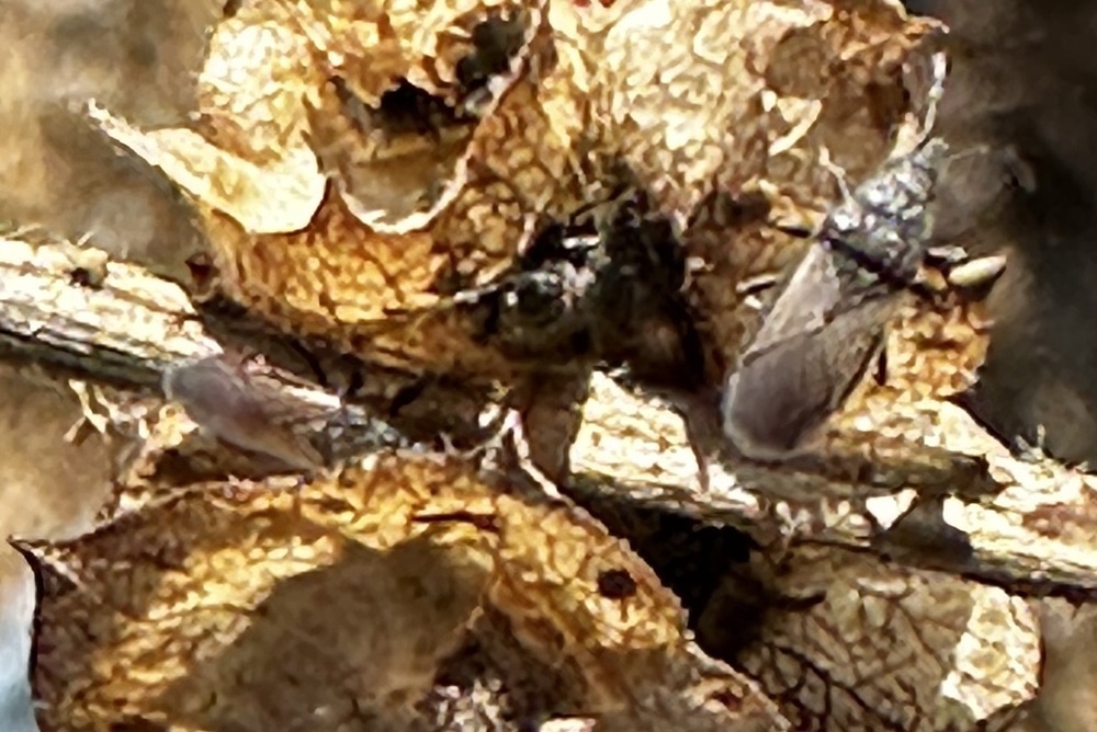 Cotton seed bug on dry Cheeweed. (USDA-ARS)