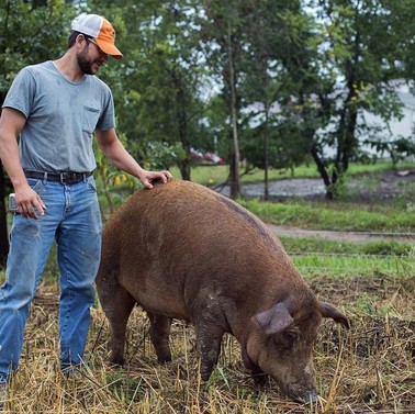 Man and a pig image 