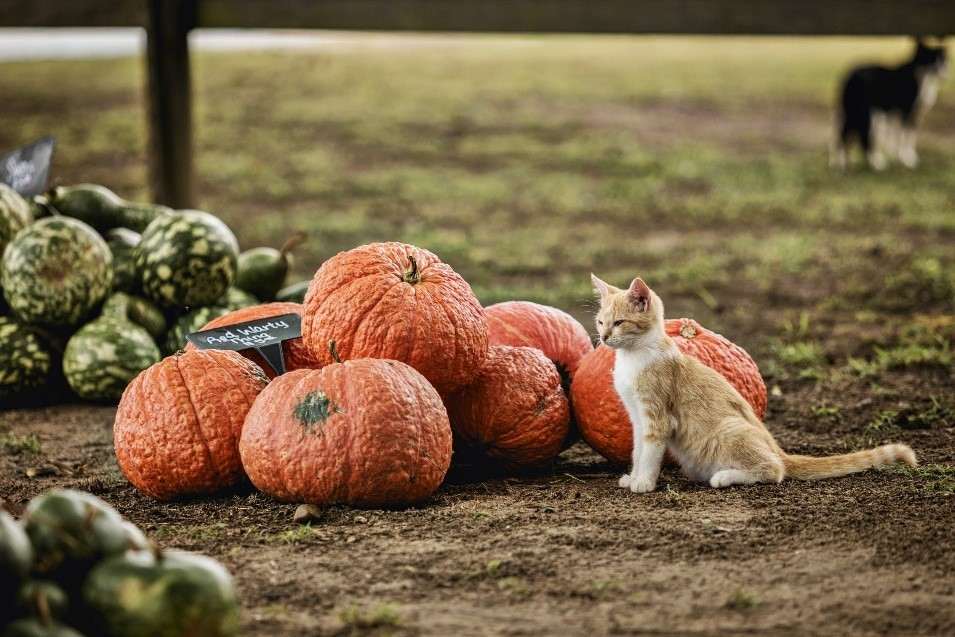 Cat sitting in dirt in front of pumpkins