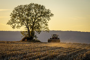 Image of a tree with a tractor fall seeding at a farm