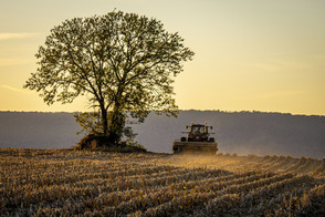 Image of a tree with a tractor fall seeding at a farm