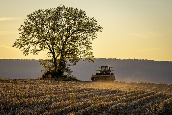 Image of a tree with a tractor fall seeding at a farm