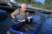 Image of a man harvesting aquaculture crop