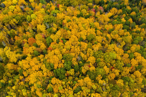 photo of trees with colorful fall leaves