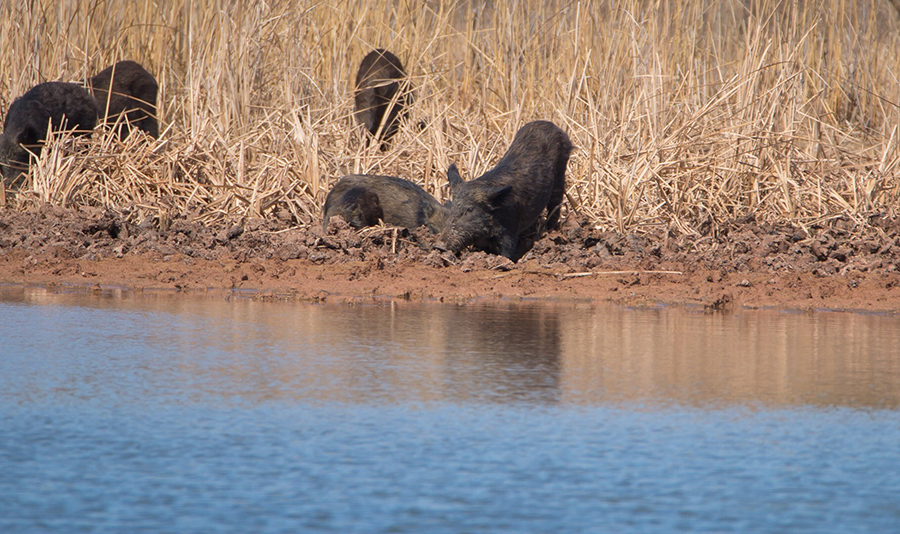 NRCS funding 14 projects in 8 states