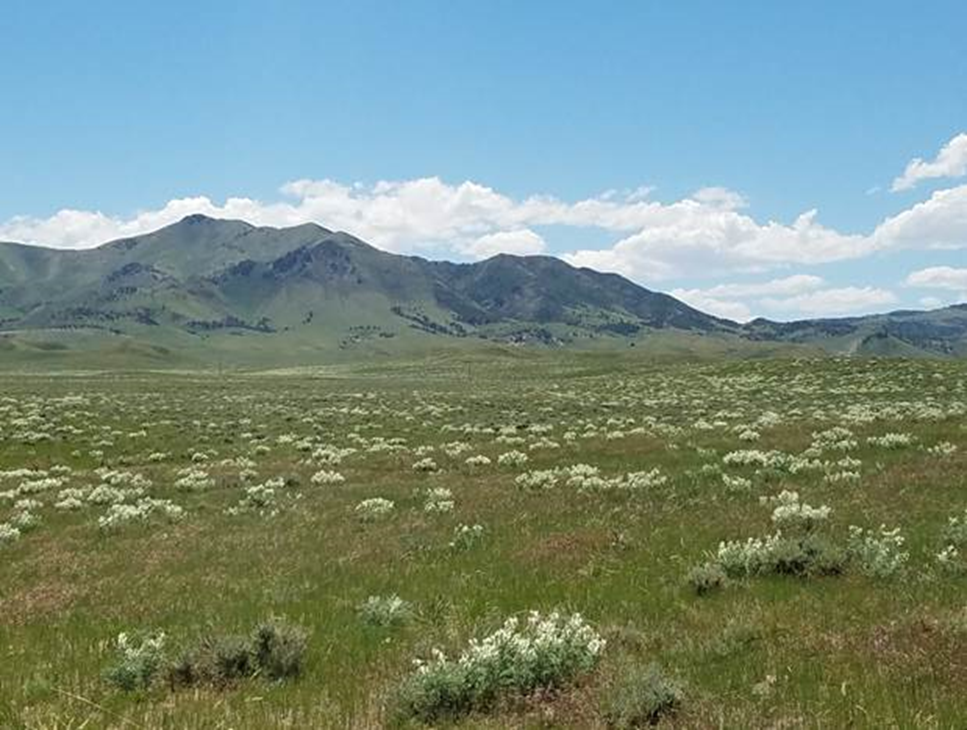 Rangeland Analysis Platform: Integrating production and economics into area-wide planning 