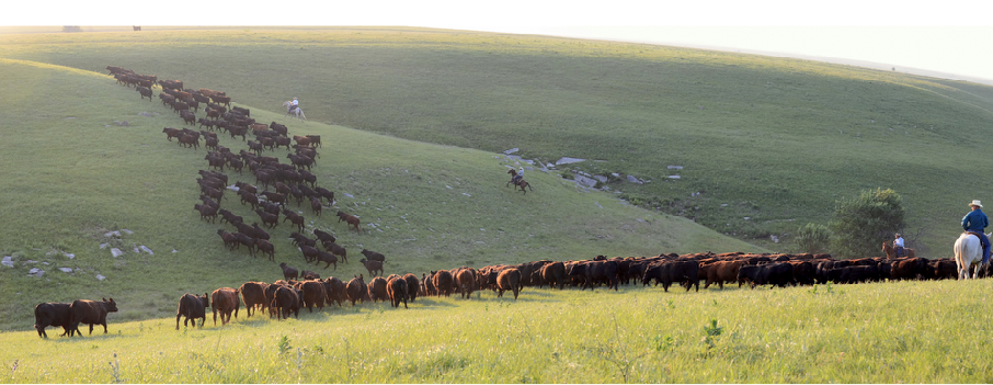 Cattle Grazing