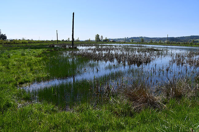 Wetland Restoration