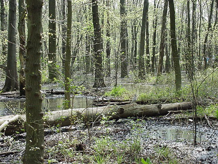 Quantifying Ecosystem Functions to Facilitate Wetland Monitoring and Assessment